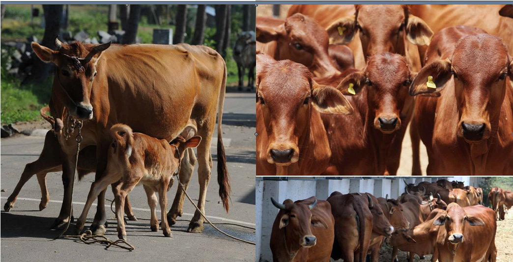 Livestock & Cattle