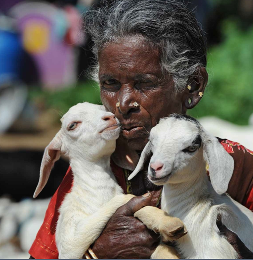Rural Life and Animal Husbandry